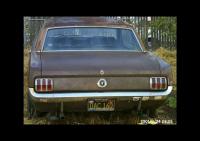 mustang mustang